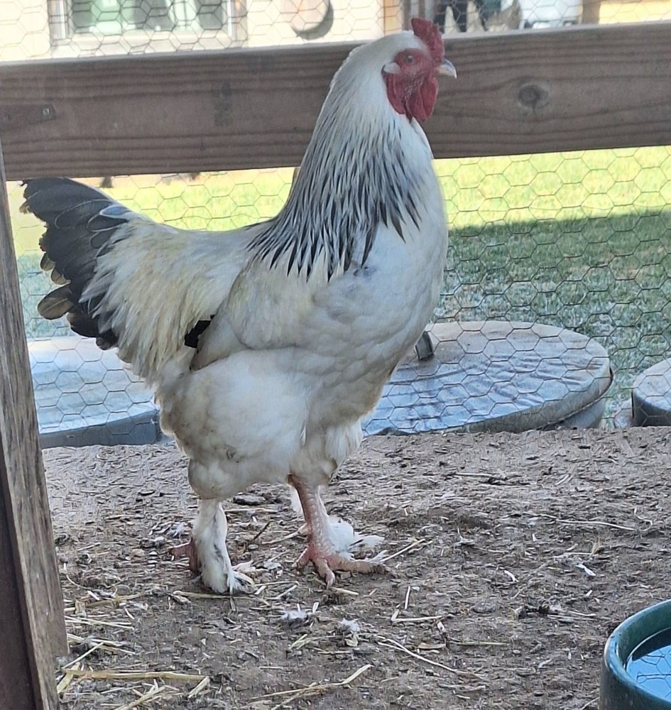 6 BRAHMA Chicken Hatching Eggs mixed buff and white