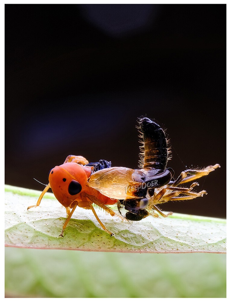 Macro Photography Reflector Cover Soft Box Diffuser For Flash Lamp Flashlight