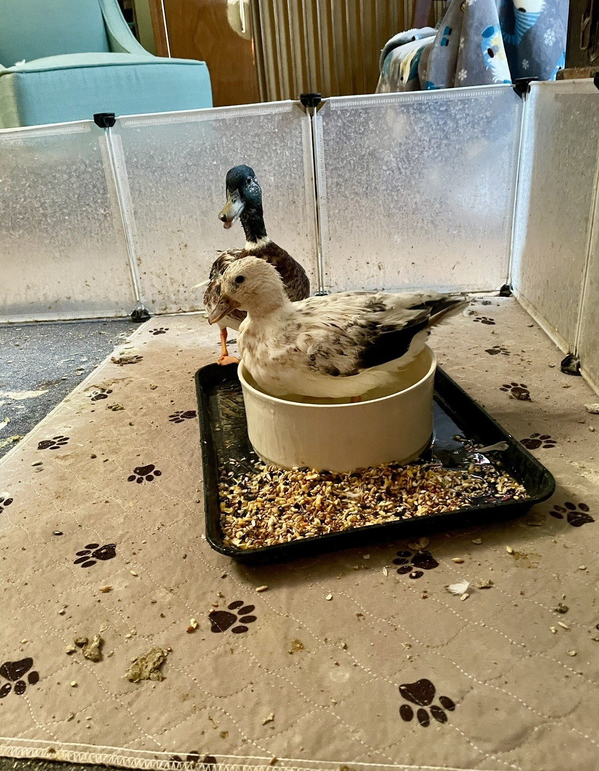 Snowy Call Duck Hatching Eggs- Qty 6 Pet Quality Fertile Call Duck Eggs