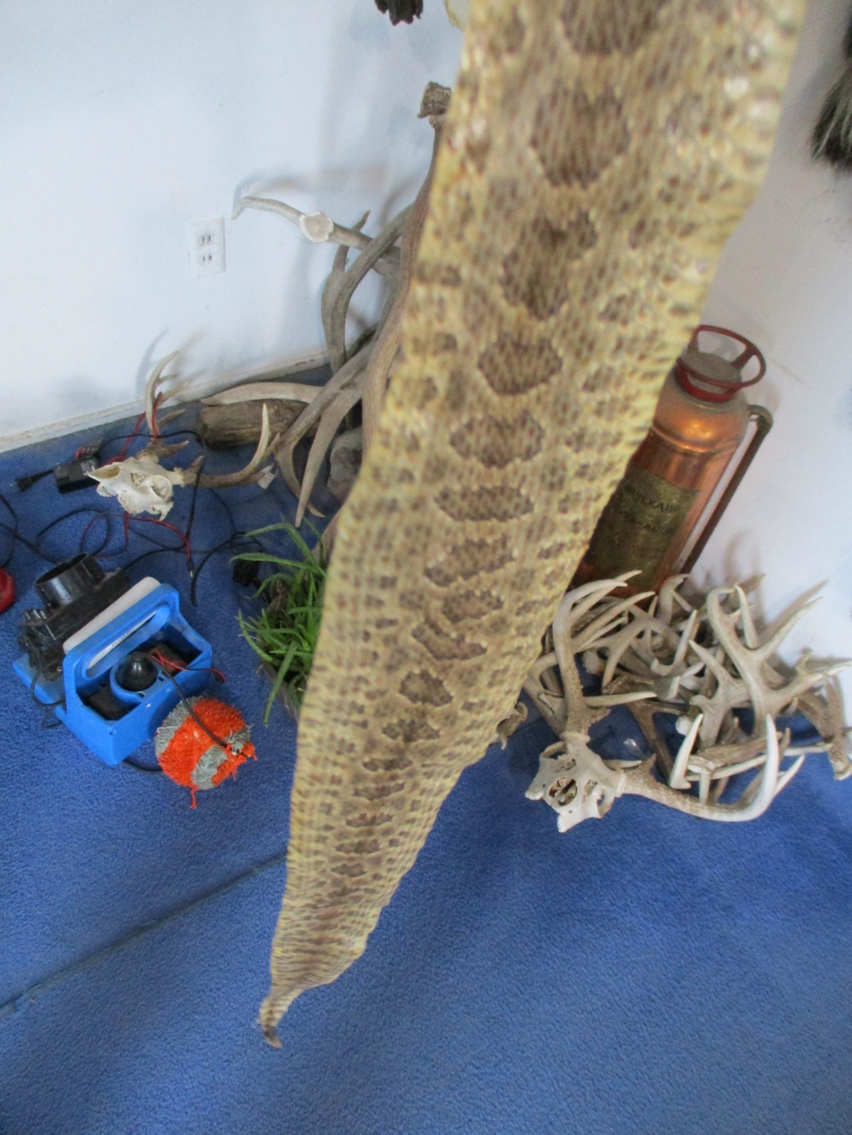 rattlesnake skin prairie rattle snake hide SOFT TANNED wrap pen blanks 26 in S10