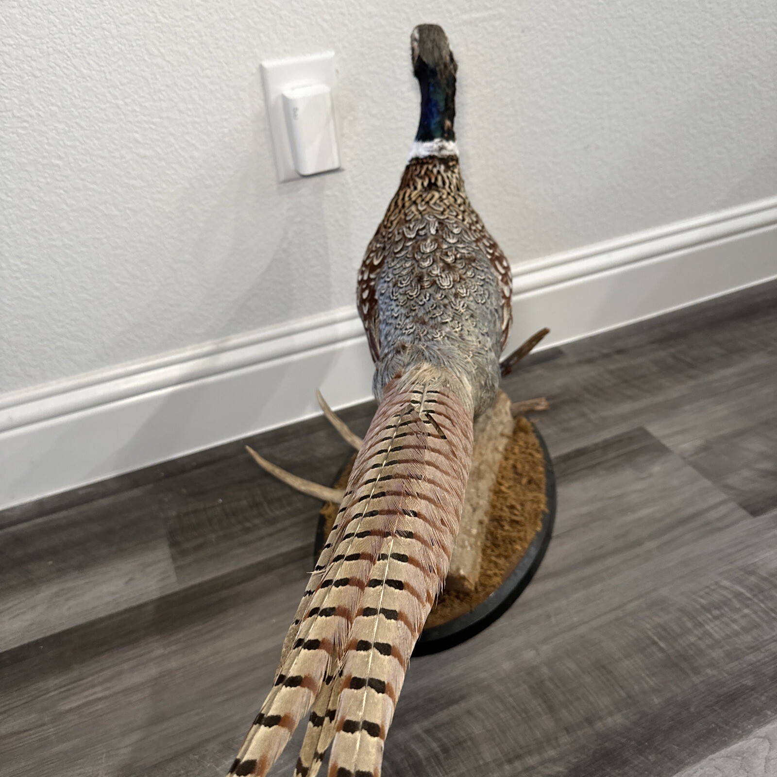 Pheasant Ring Neck Taxidermy Table / Shelf Display Mount