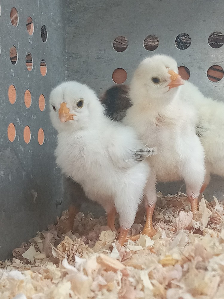 10+2 Endangered Hatching Eggs, PURE Malay Large Fowl | Multiple Varieties