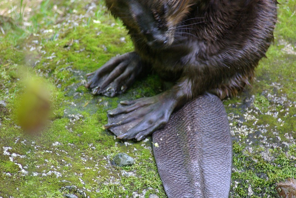 Beaver Taxidermy Reference Photo Cd