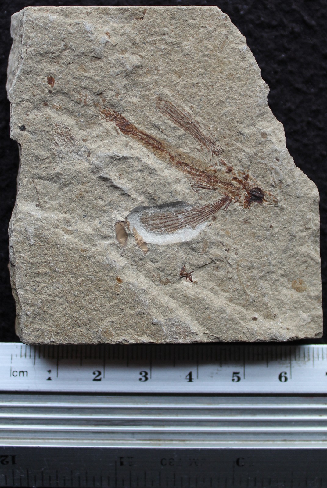 Exocoetoides 141 Flying Fish Very Nice Natural Color -Cretaceous Fossils Lebanon