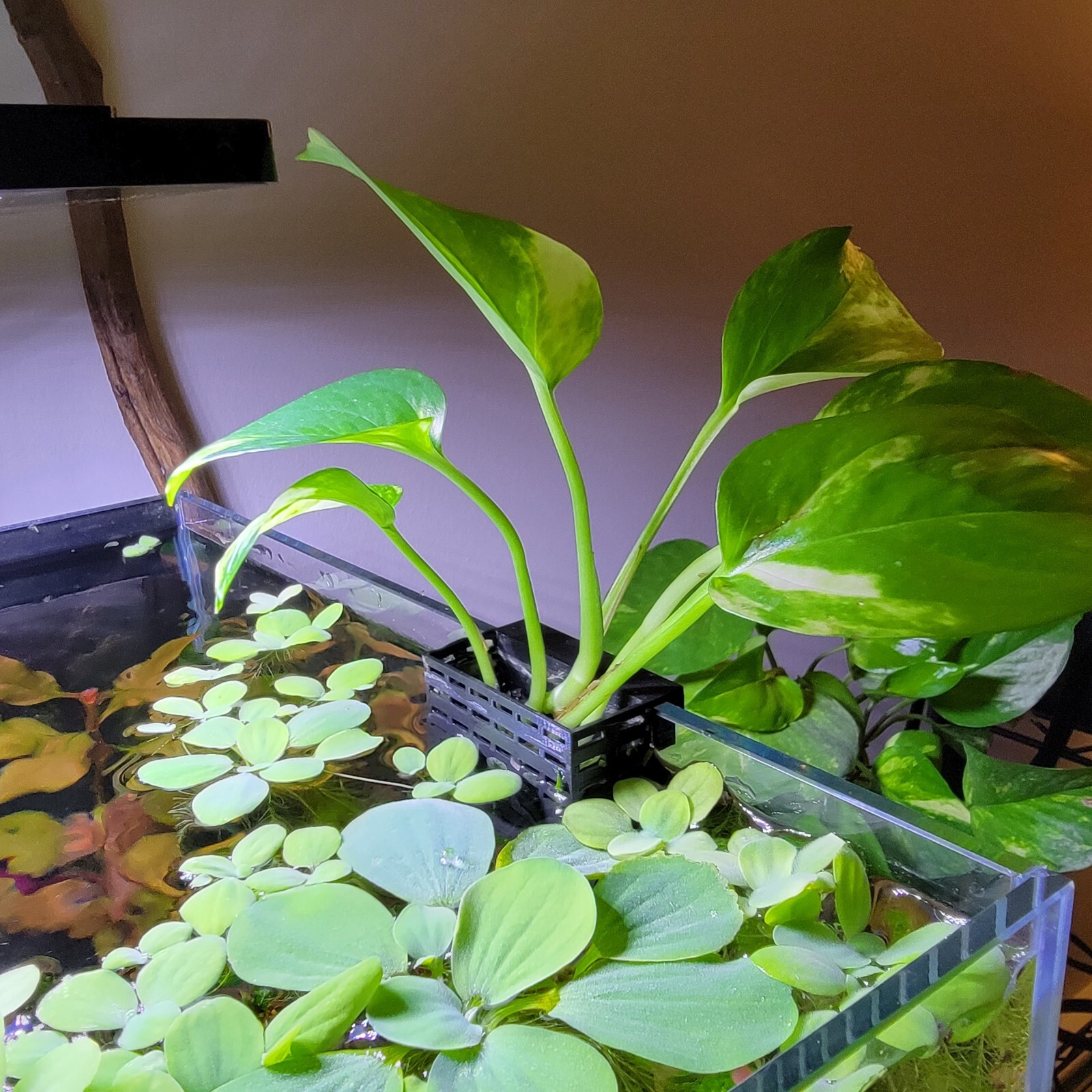 Fishkeeping3D™ Hanging Planter for Aquarium Emersed Plants Aquatic Plant Pot