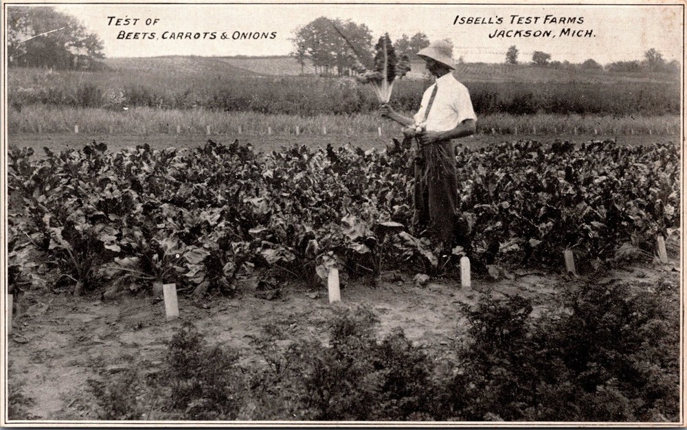 Jackson Michigan Postcard Isbell`s Oderbrucker Test Farm Beets Carrots Onions