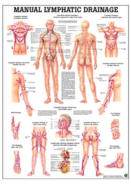Professional Lymphatic Drainage Chart-*