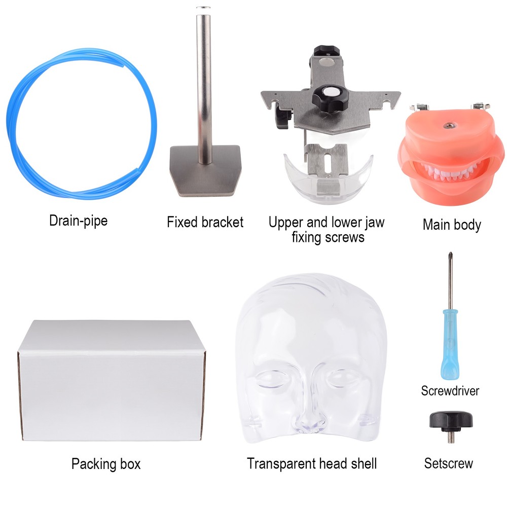 Dental Simulator Manikin Phantom Head Model with Stand Education Teaching Model