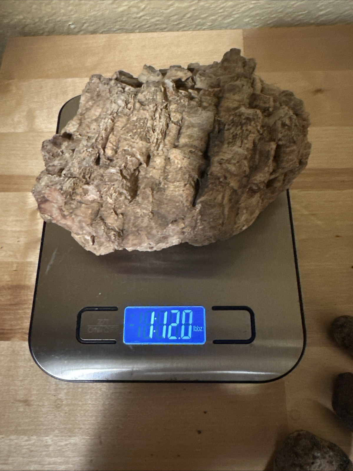 Sea life Coral Fossil Rock Wood Specimen Urchin Geology Shells Coastal Lot