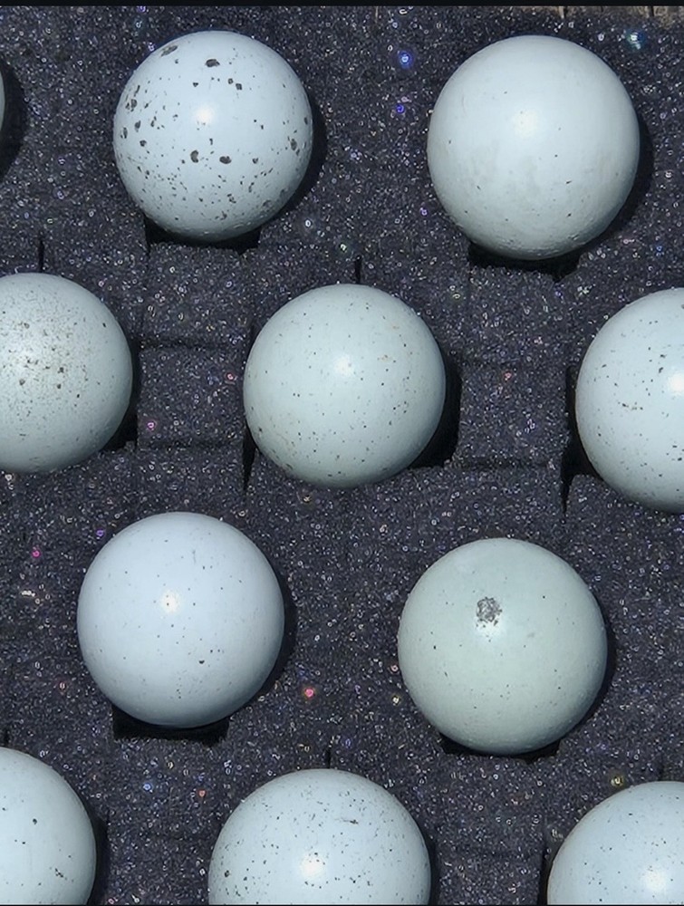 🥚 12 Celadon Quail Hatching Eggs