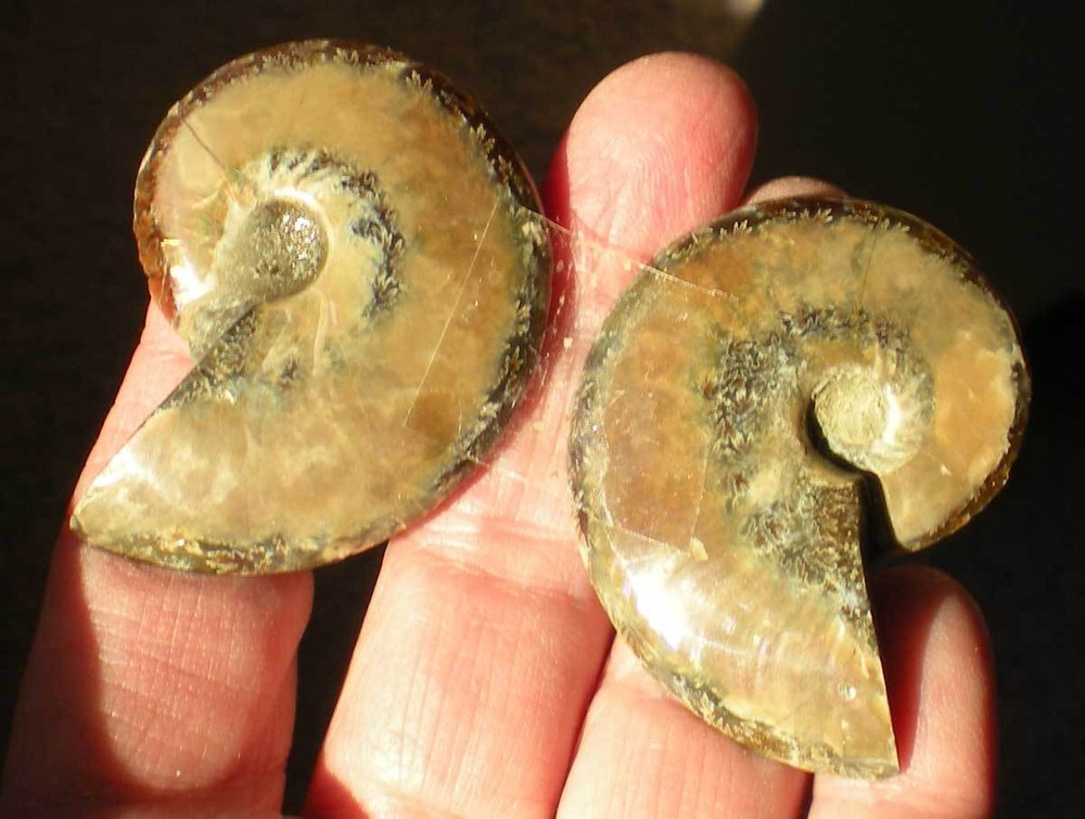 Opalized Ammonite Specimen from Madagascar r976g