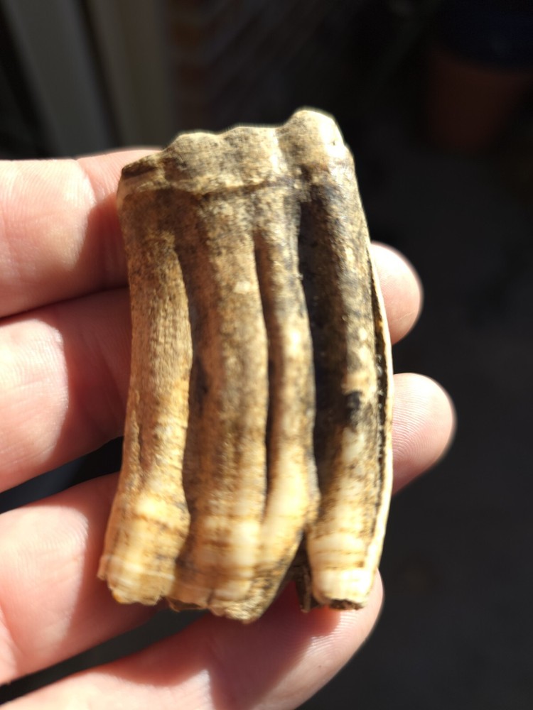 Horse Tooth