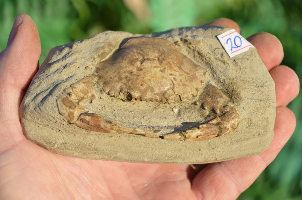 LOVELY  RARE FOSSIL CRAB FROM JAVA, INDONESIA , BEST VALUE  ANYWHERE! #20