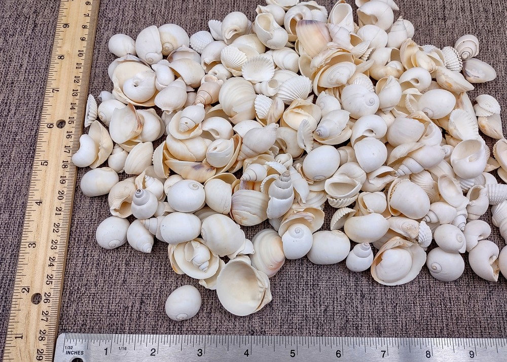 Small White Assorted Seashell Mix (approx. 1 kilogram shells 0.50+ inches)