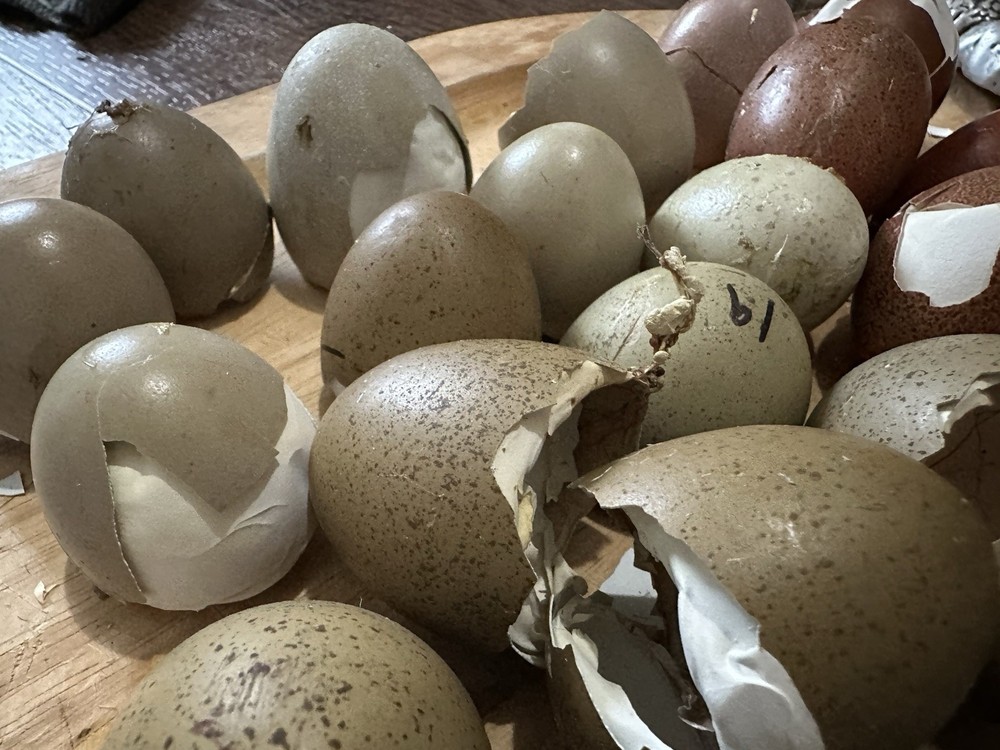 Rustic Galaxy Speckled & Bloomed Barnyard Mix Farm Eggs (12+)
