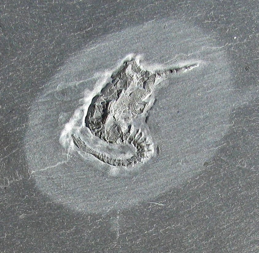 RARE, DETAILED DEVONIAN RHENOCYSTIS CARPOID FOSSIL FROM GERMANY - BUNDENBACH!