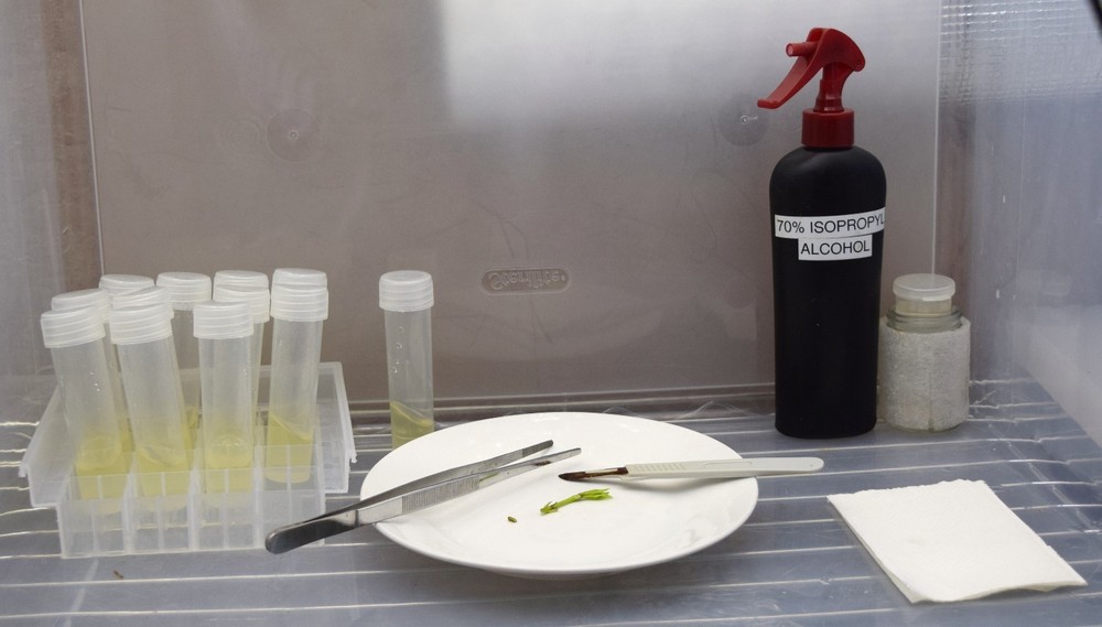 Tissue Culture Starter Kit Microclone Liquid Tubes Most Plants Include Cannabis