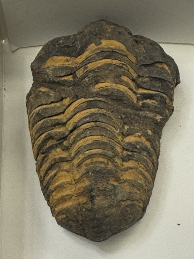 Two Trilobite Fossils
