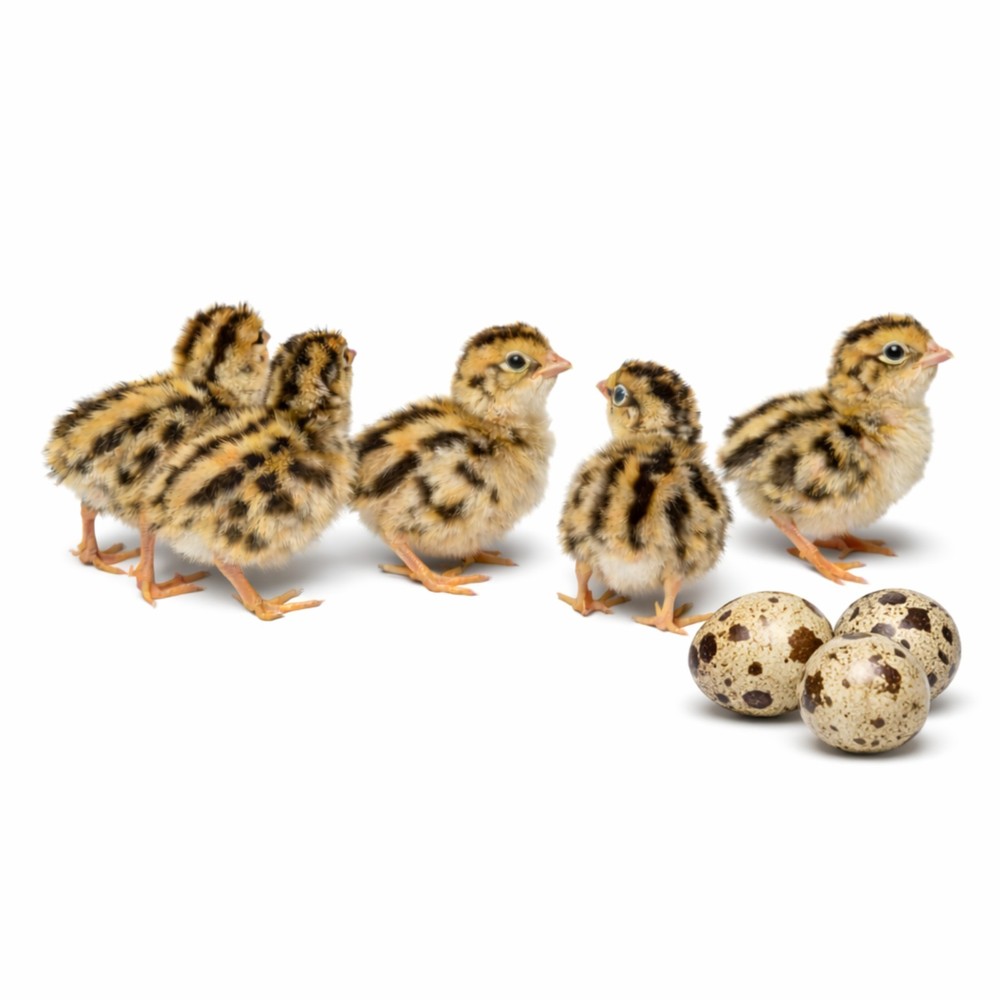 Coturnix Quail Fertile Hatching Eggs - 12ct + Extras