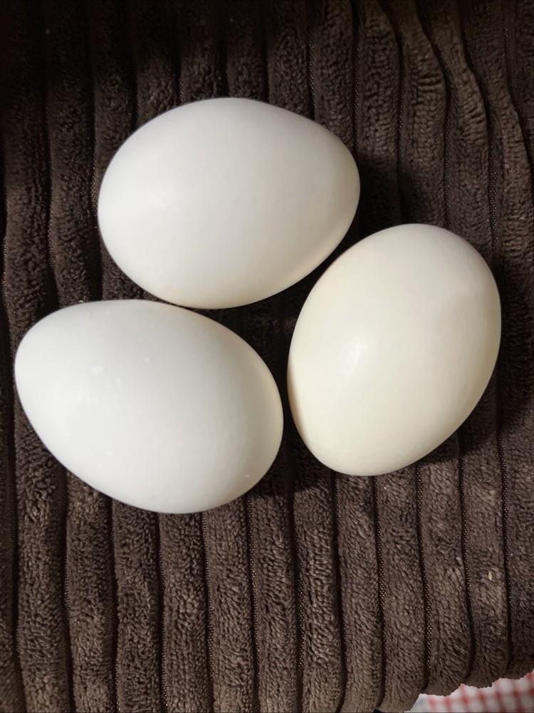 55 Flowery Hen Hatching Eggs