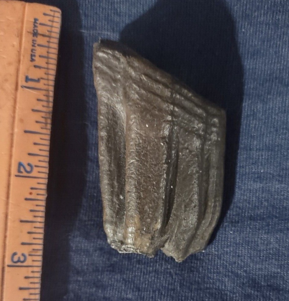 Florida Fossil Bison Tooth Pleistocene Extinct