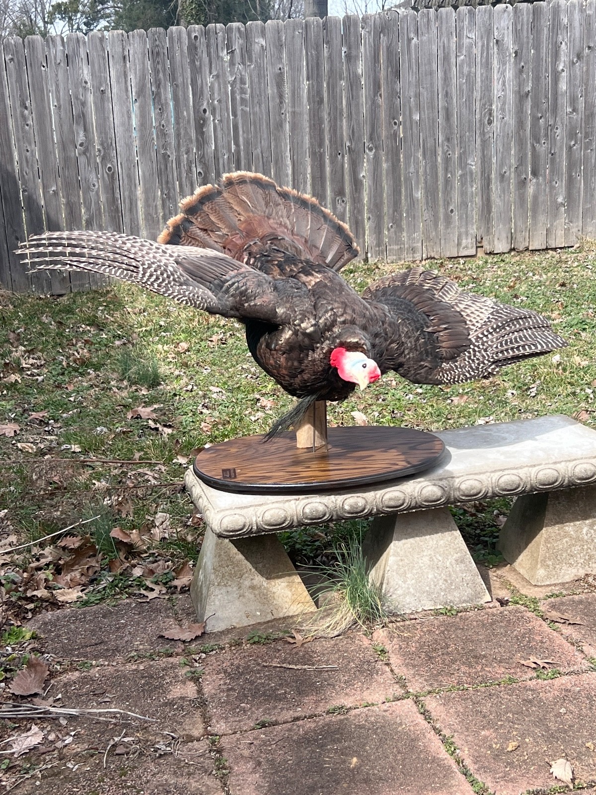 Large Turkey Taxidermy Mounted Man Cave Decor Display LifeSize