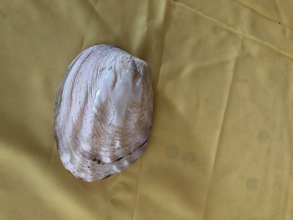 Real oyster shell ashtray