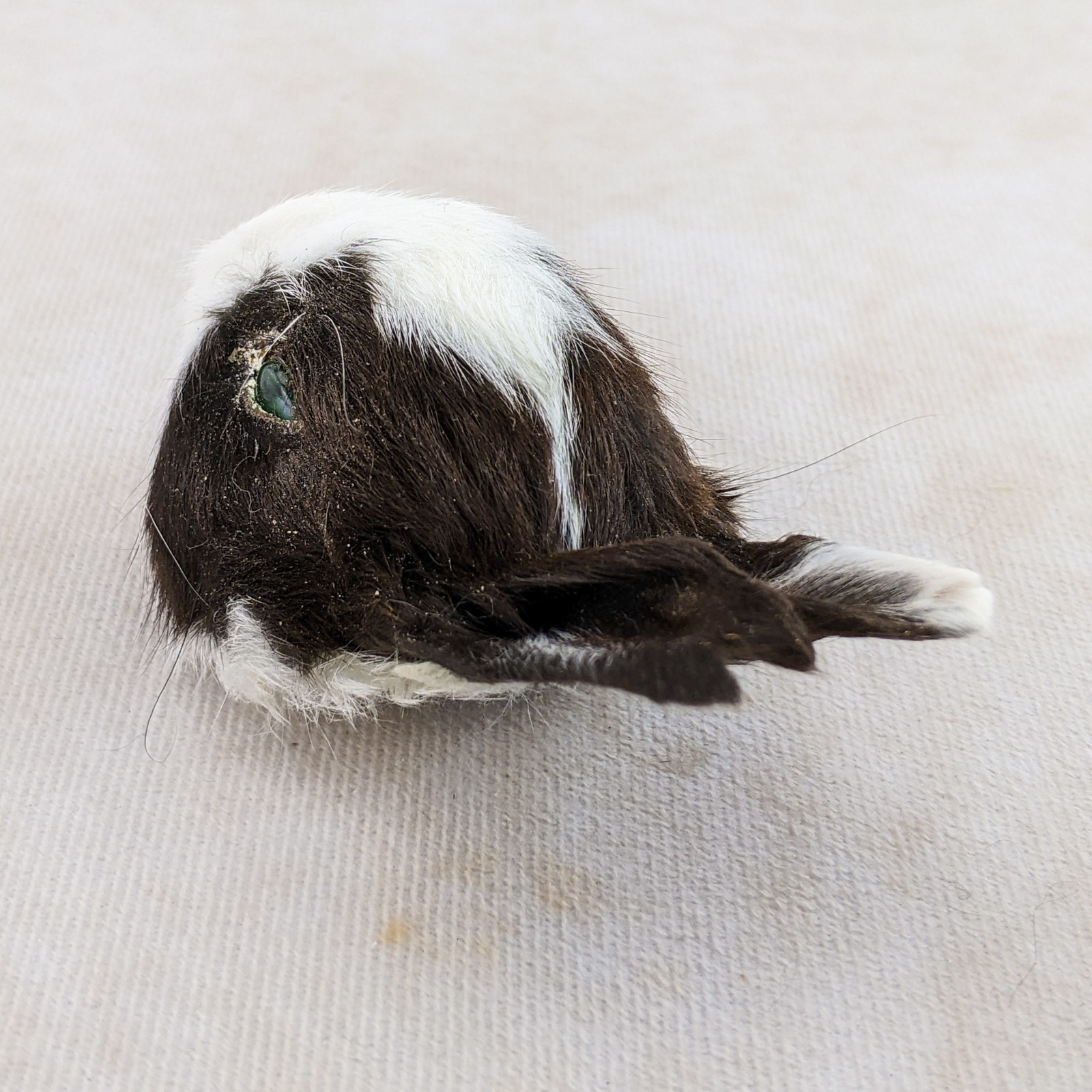 Bunny Rabbit Head for crafts Specimen Taxidermy Oddities craft gift collectible