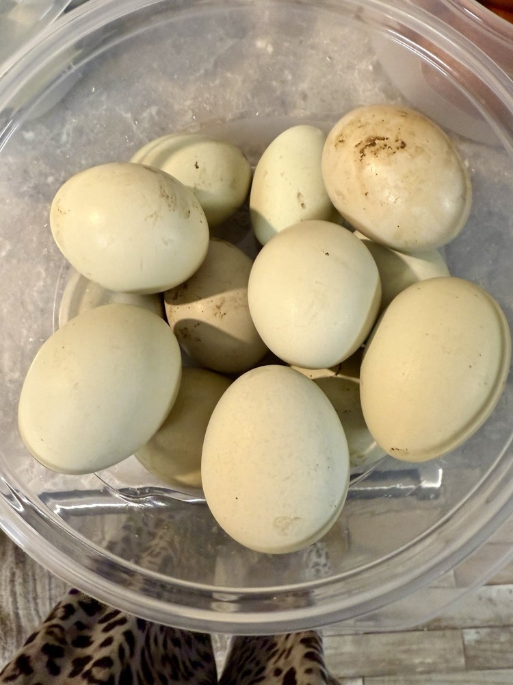 Black Zombie Olive Egger hatching eggs.