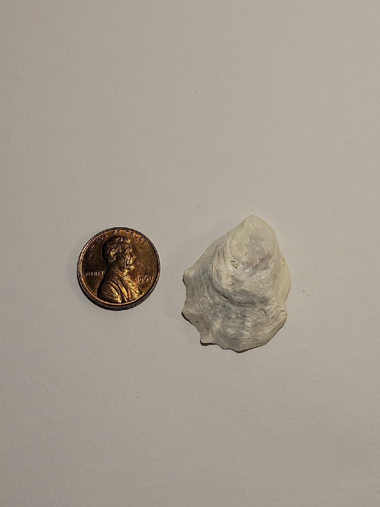 Hand Picked Floridian Sea Shell - Eastern Oyster
