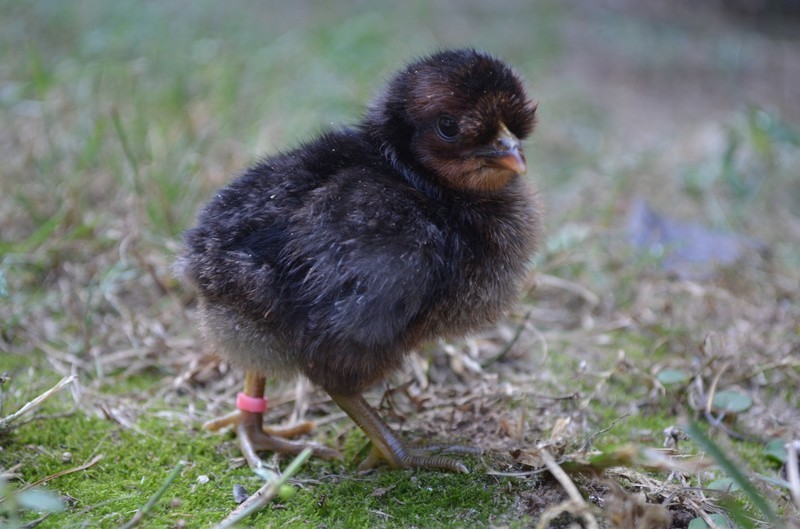 Shetland Hens  (1 2)  Fertile Hatching Eggs   PLEASE READ DESCRIPTION