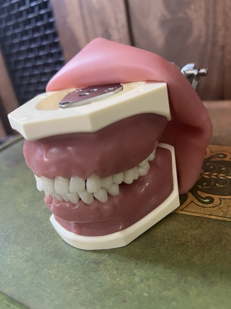 Dental Simulator Mannequin Head Teeth Model Teaching Practicing Head Mold desk