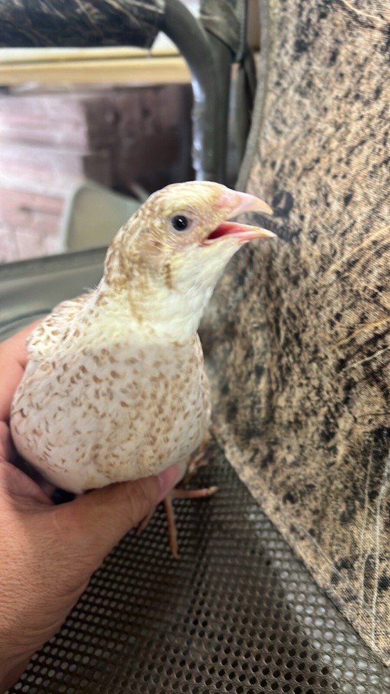 12+ count Ginger Quail Coturnix hatching eggs