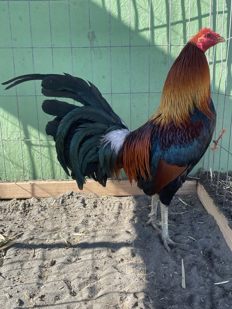 12+ Chicken Hatching Eggs