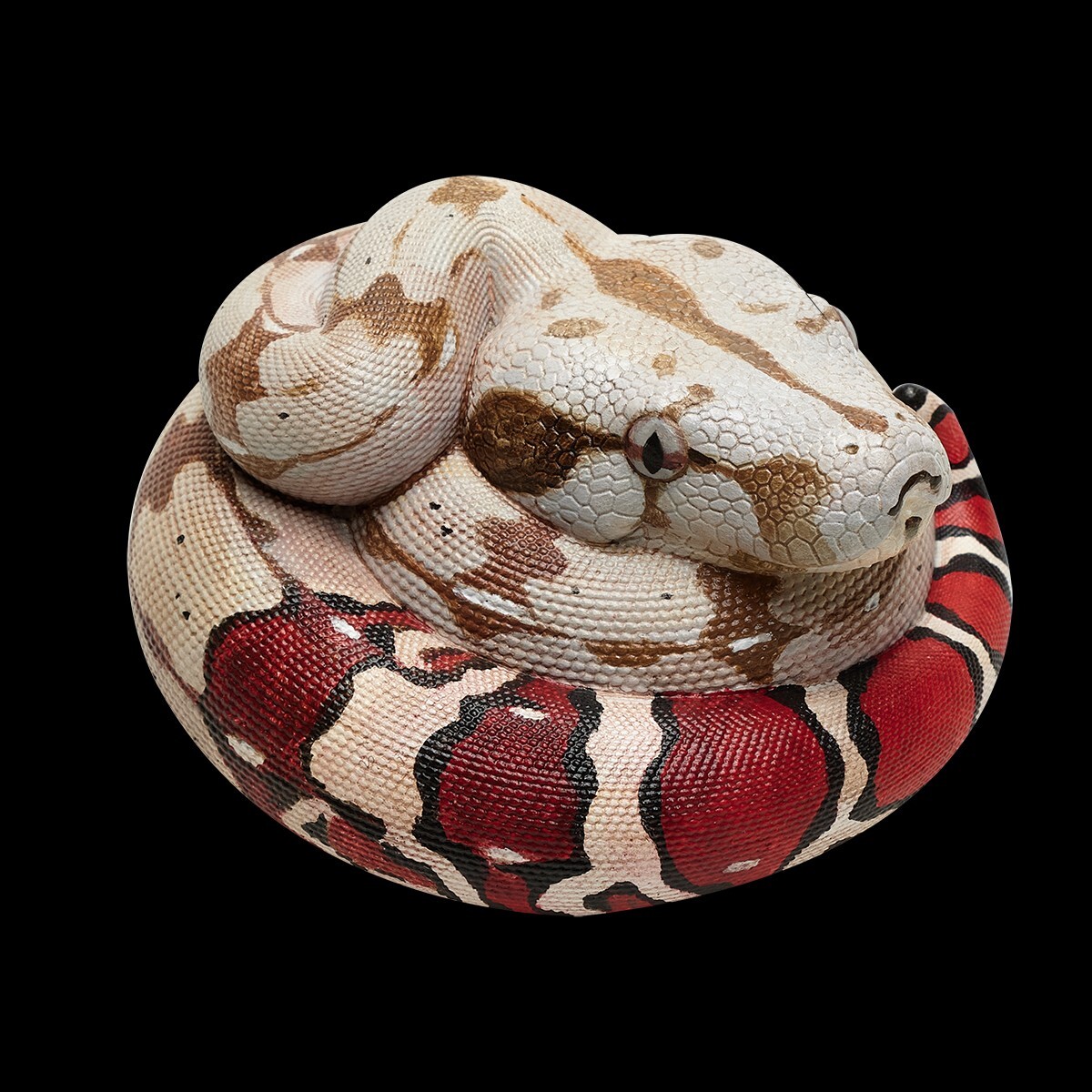 【In-Stock】 Animal Heavenly Body Red-tailed Boa constrictor Snake Statue