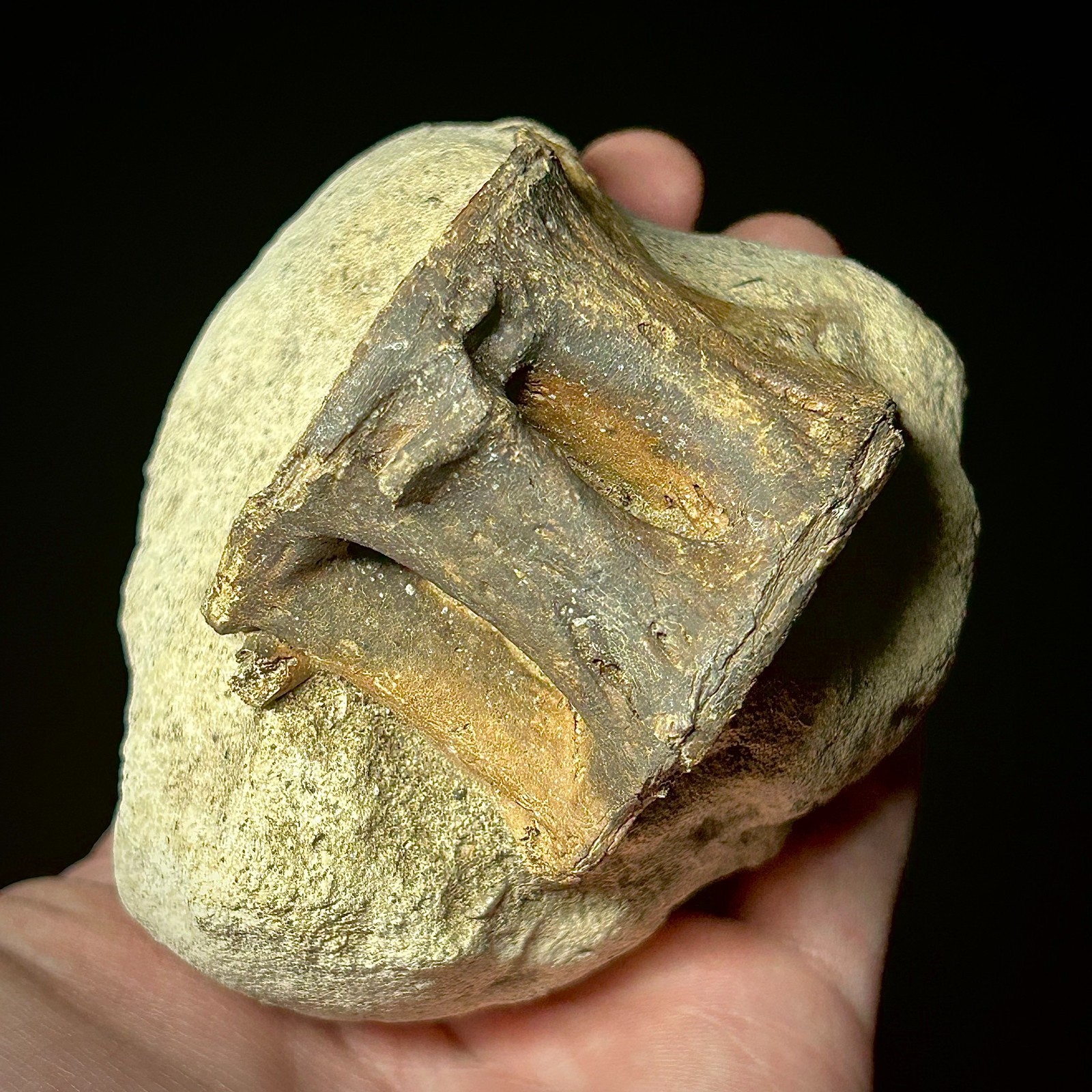 Fossilized Tuna Vertebra (Thunnus sp.)  2.24 x 1.60" Bony Fish Fossil Oligocene