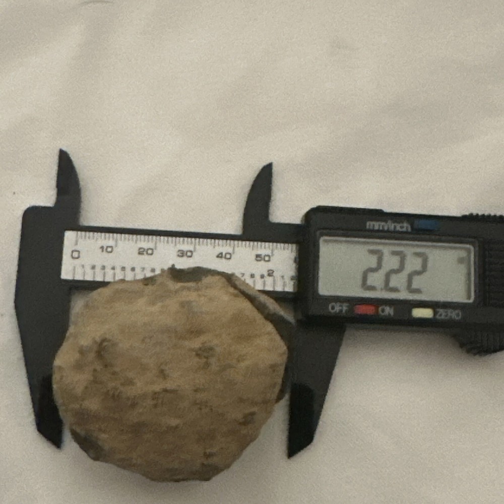 2.2” Flexicalymene Trilobite Nodule
