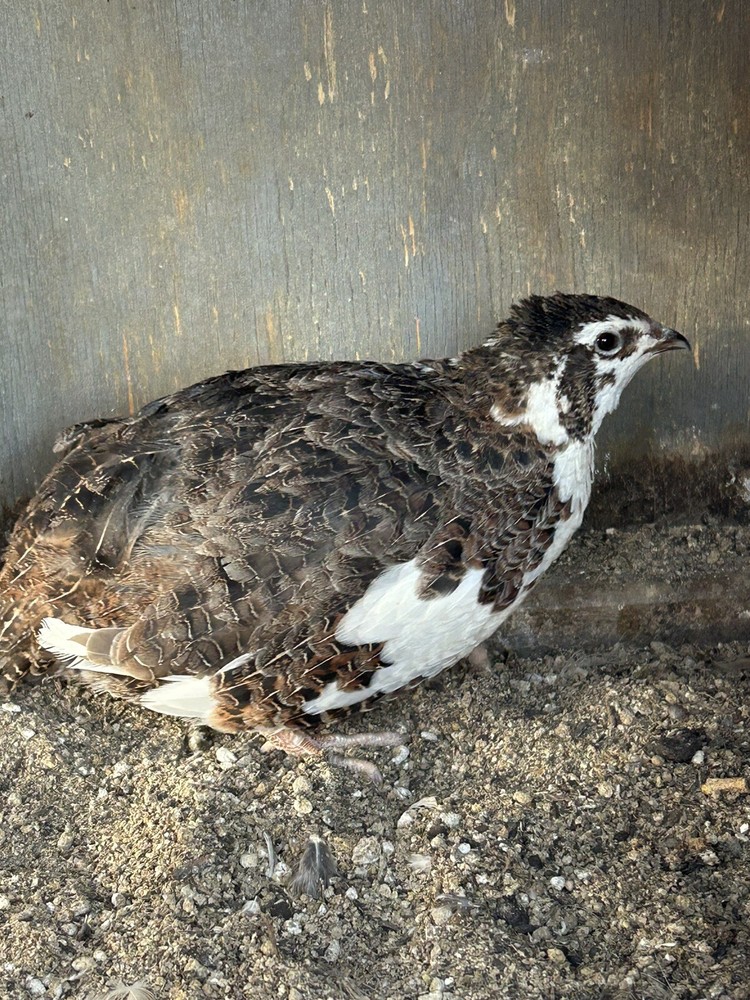 5 Celadon Blue Coturnix Quail Hatching Eggs