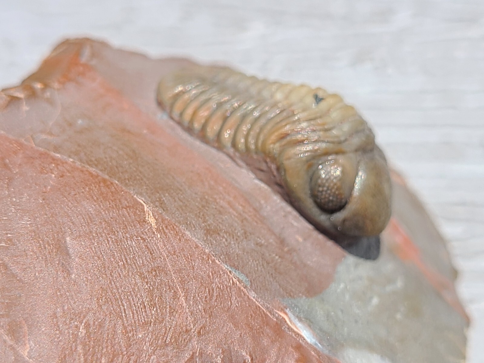 Top prep Basseiarges and Austerops fossil Devonian from Jorf beautiful color