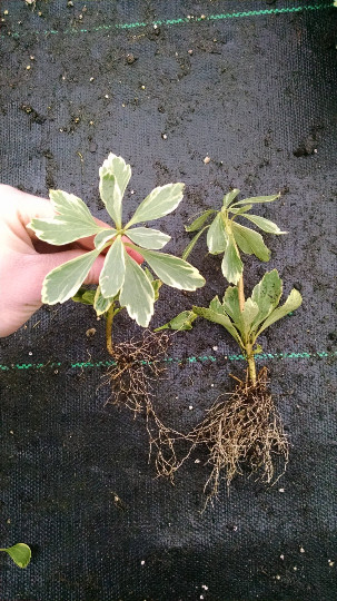 Pachysandra Terminalis 'Silver Edge' - 100 Bare Root Plants