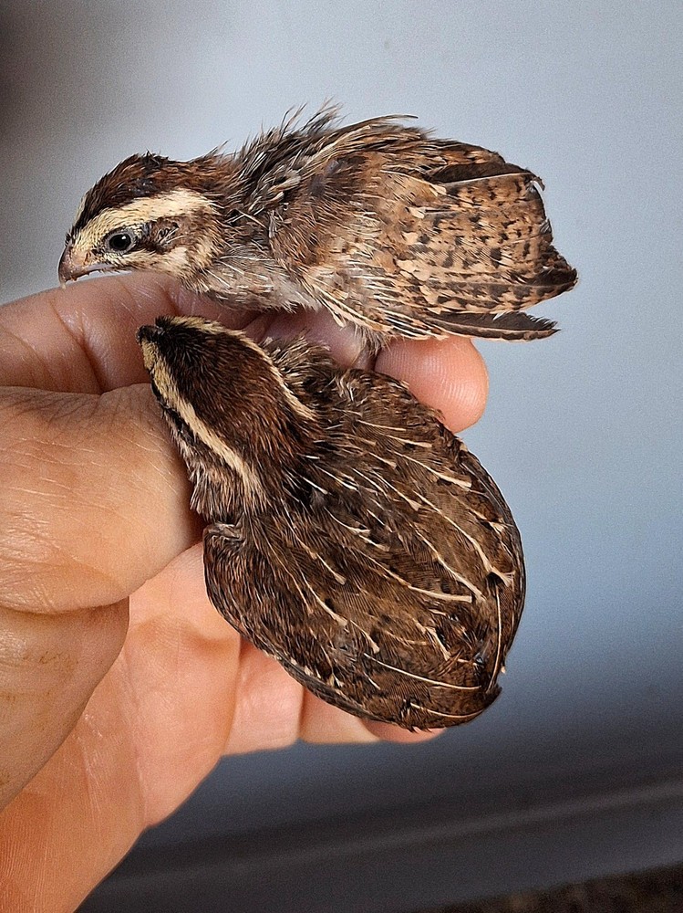 8 Jungle bush quail hatching eggs