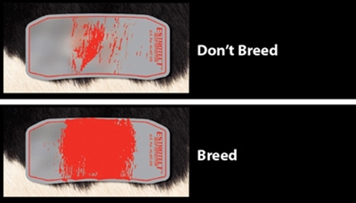 Estrotect Heat Detectors 50ct Red/Orange