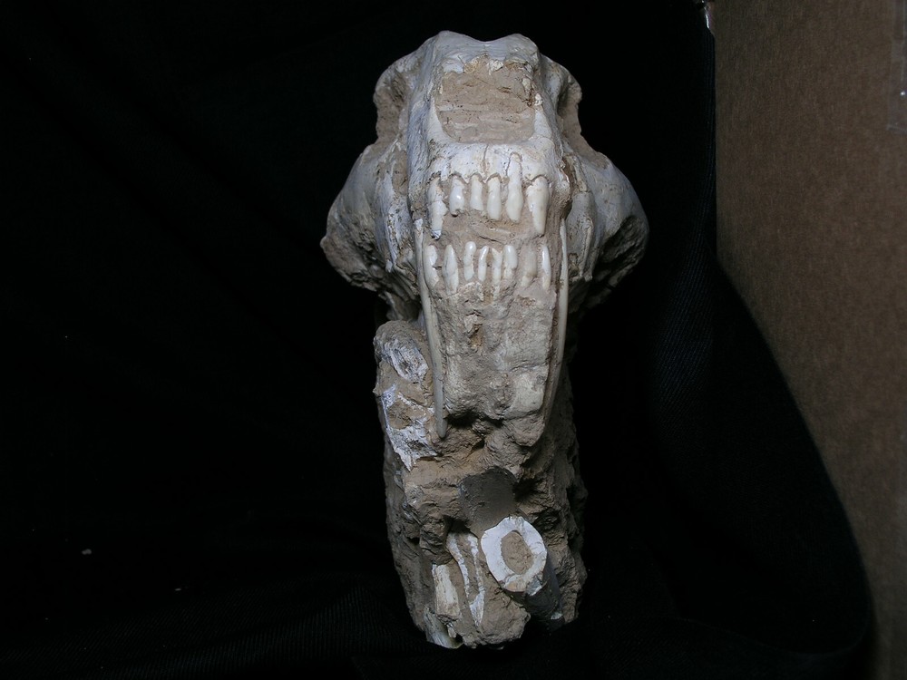 Original Saber-Toothed skull with bones