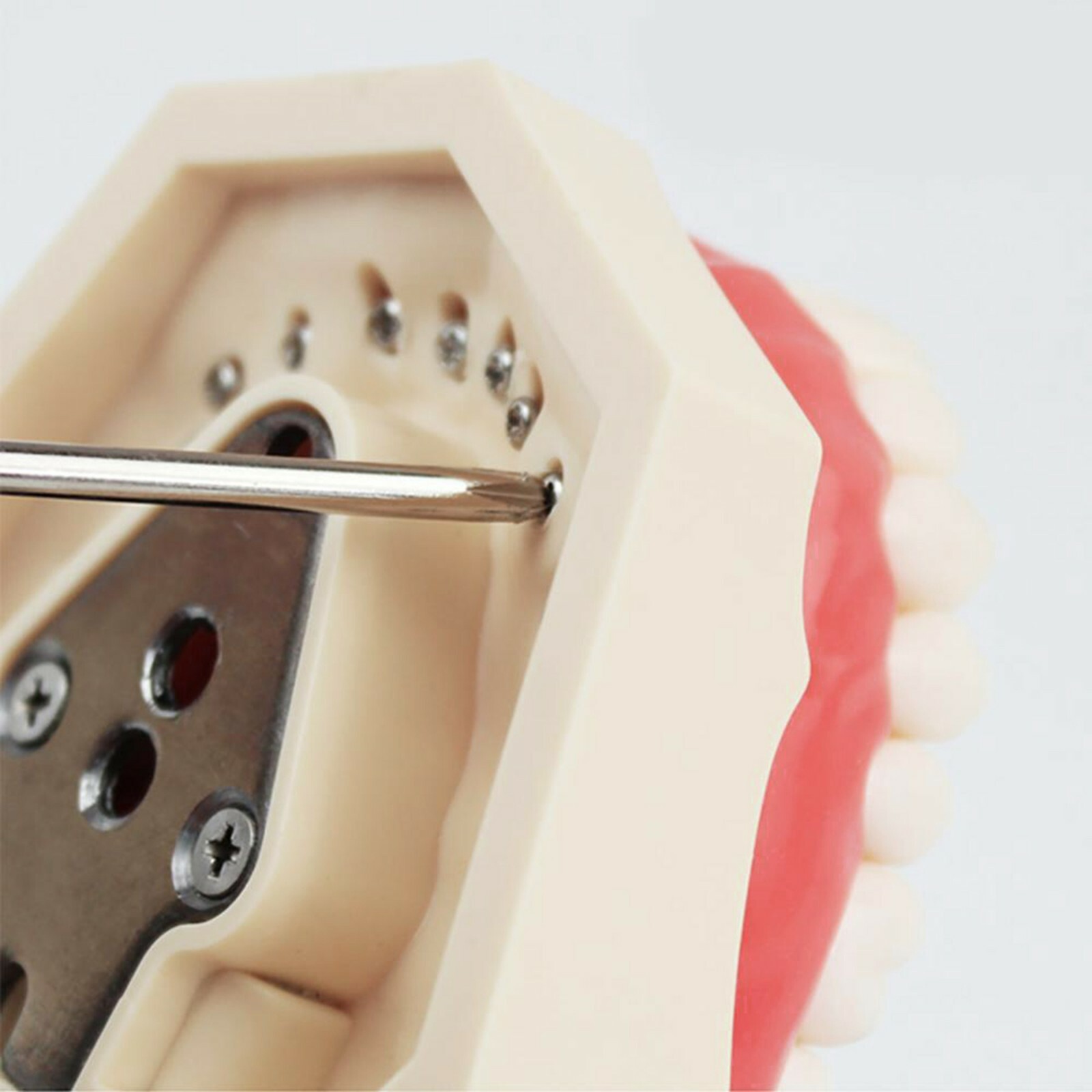 Dental Typodont Teeth Model With Removable Teeth fit Kilgore NISSIN 200/500 Type