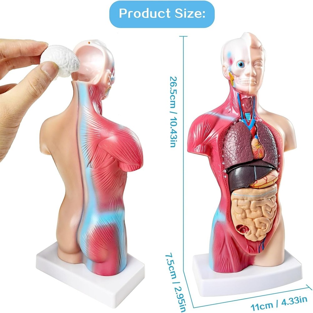 Interactive 10.5-Inch Human Anatomy Torso Model - Perfect for Learning