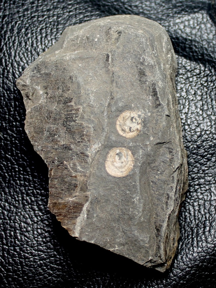 Orbiculoidea - Rare Devonian inarticulate brachiopod