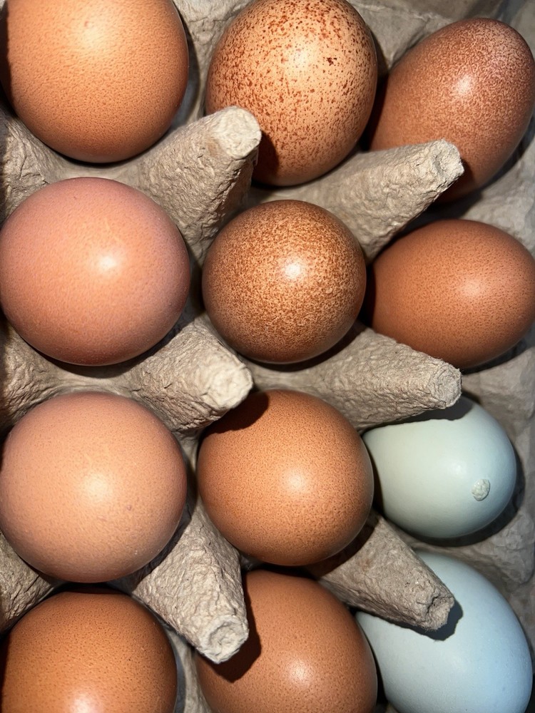 Copper Maran,Easter egger,olive egger hatching eggs