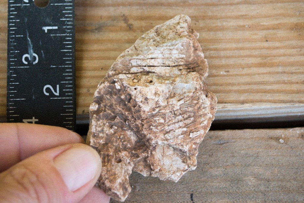 NE Oklahoma Fossil