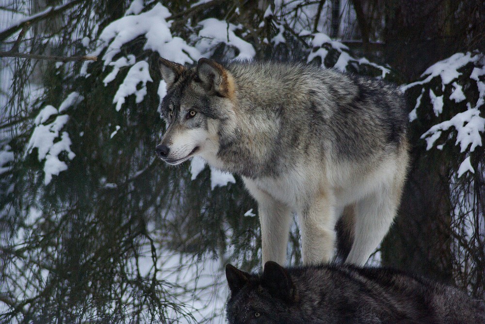 Wolf Taxidermy Reference Photo Cd