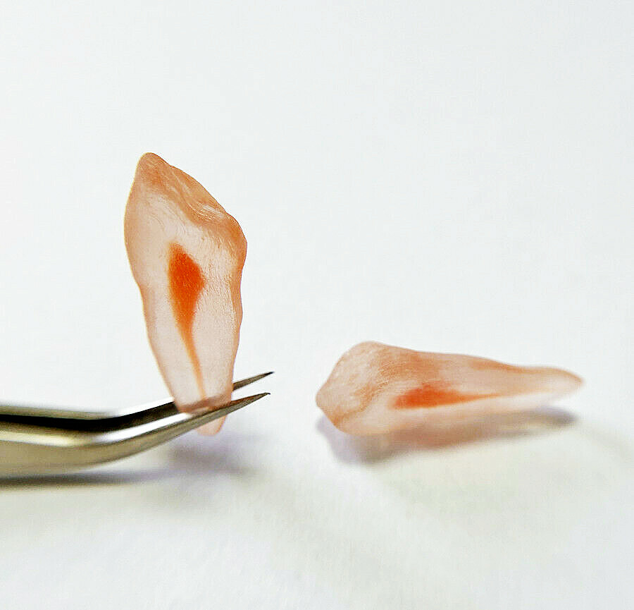 1Pcs Dental Dentist School Study Model Endodontic Practise 3D Teeth Replicas